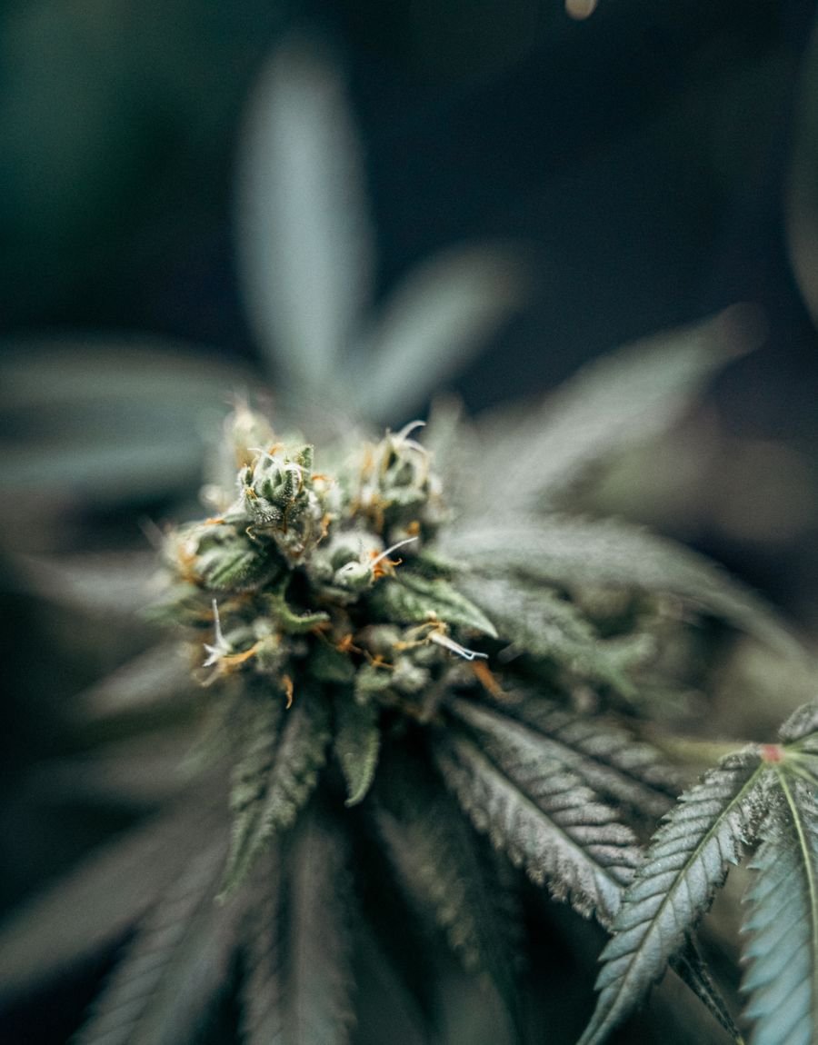 Premium lab-tested cannabis