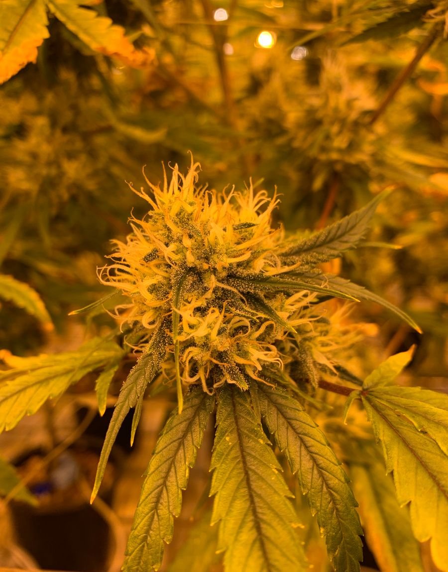 Premium lab-tested cannabis