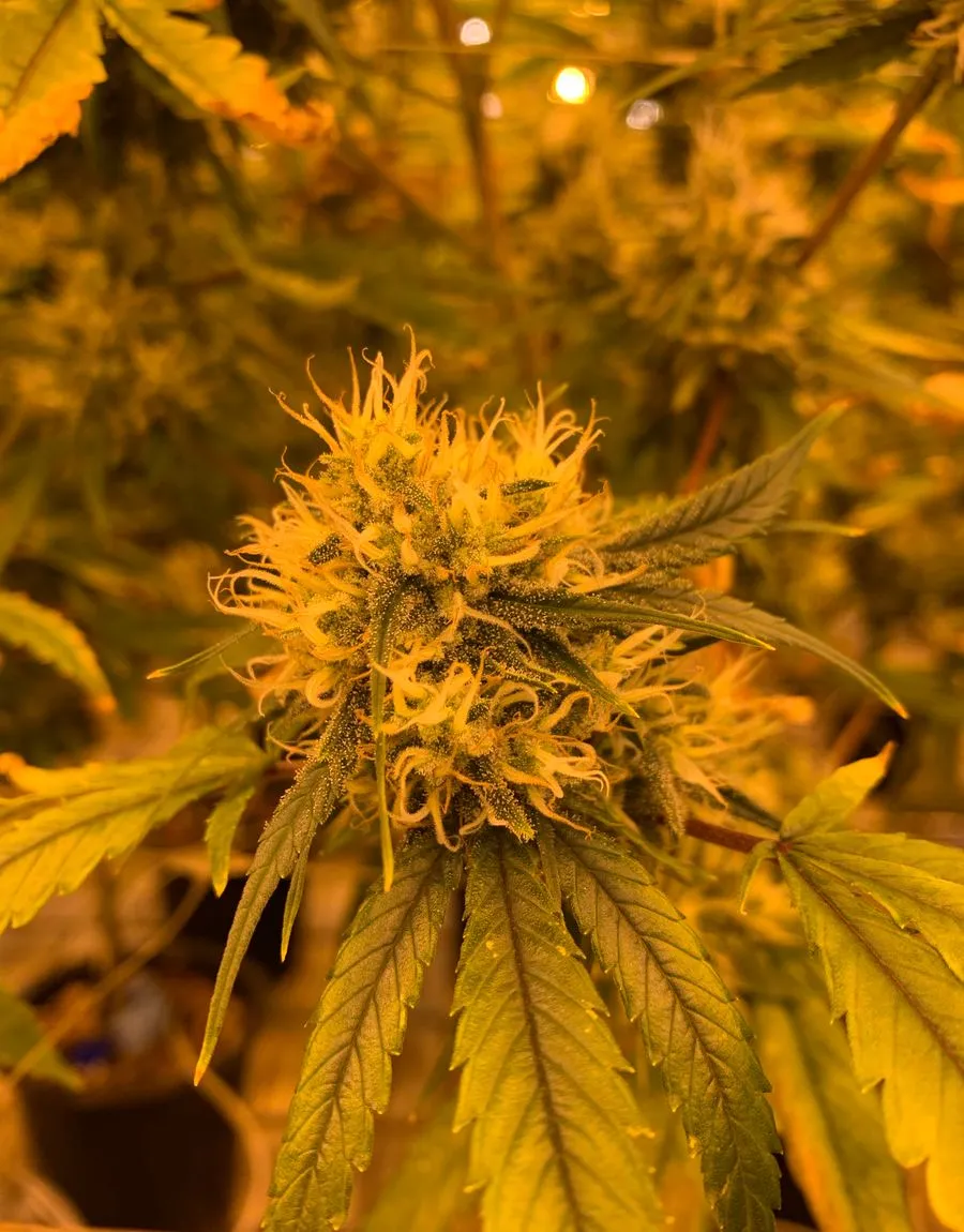 Premium lab-tested cannabis