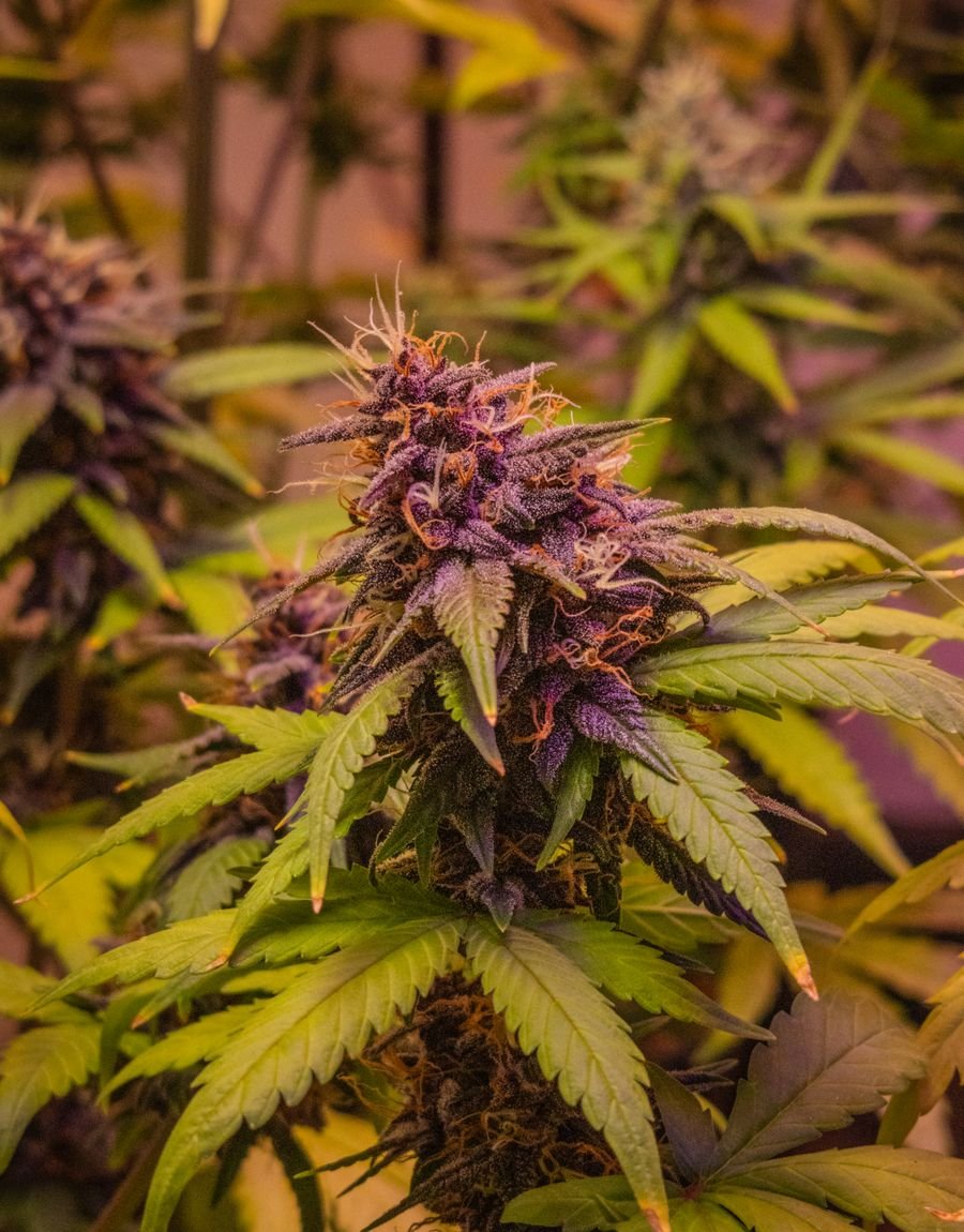 Premium lab-tested cannabis