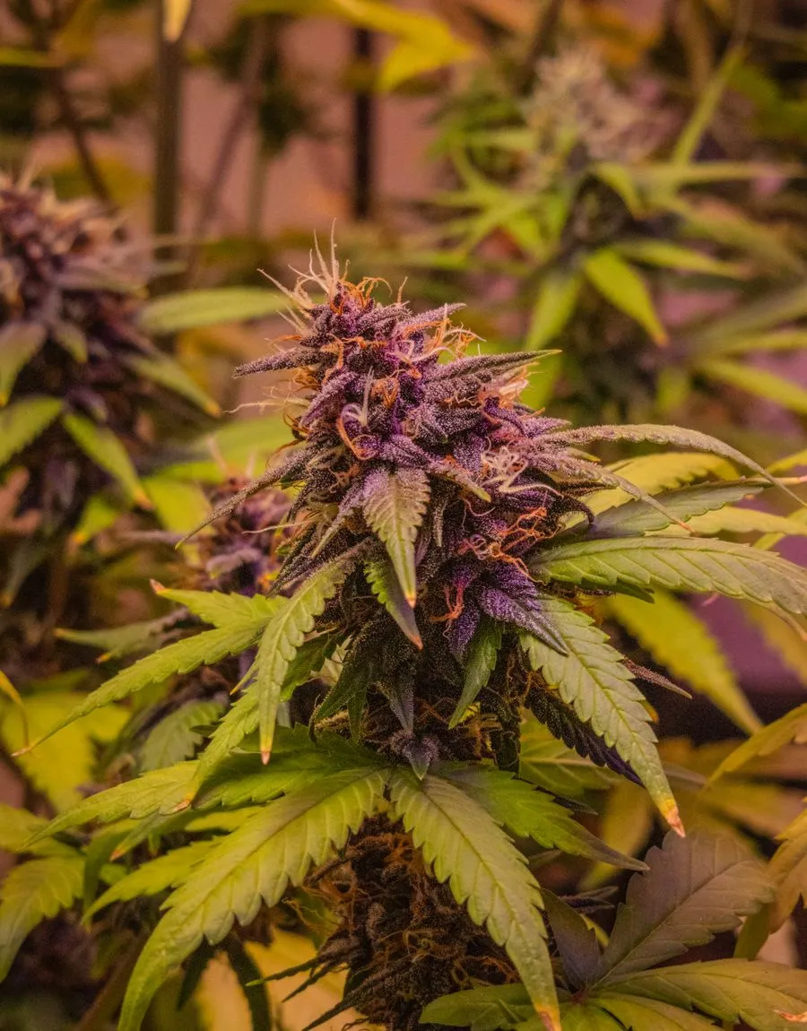 Premium lab-tested cannabis