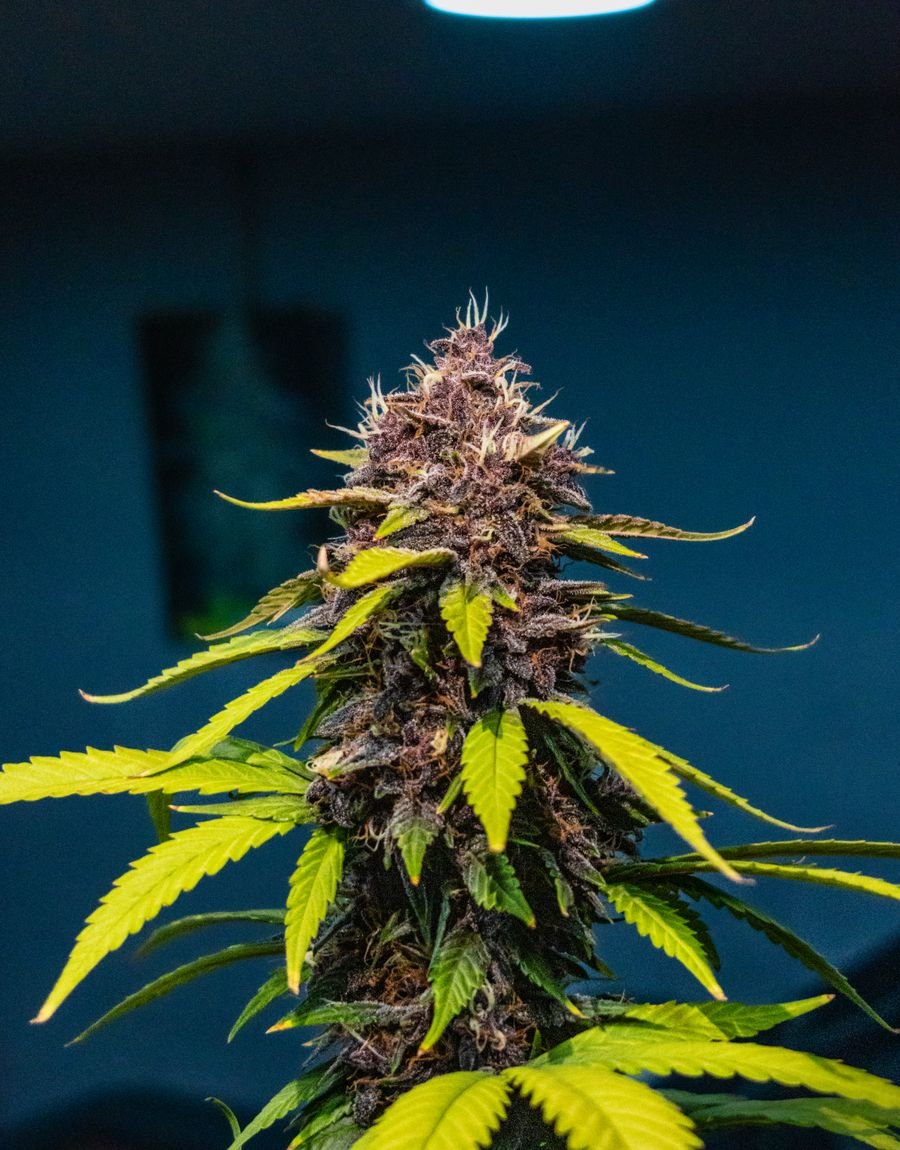 Premium lab-tested cannabis