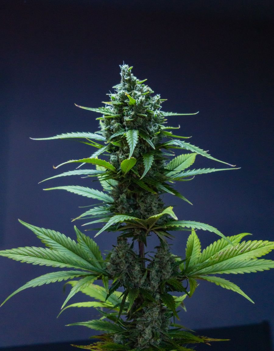 Premium lab-tested cannabis