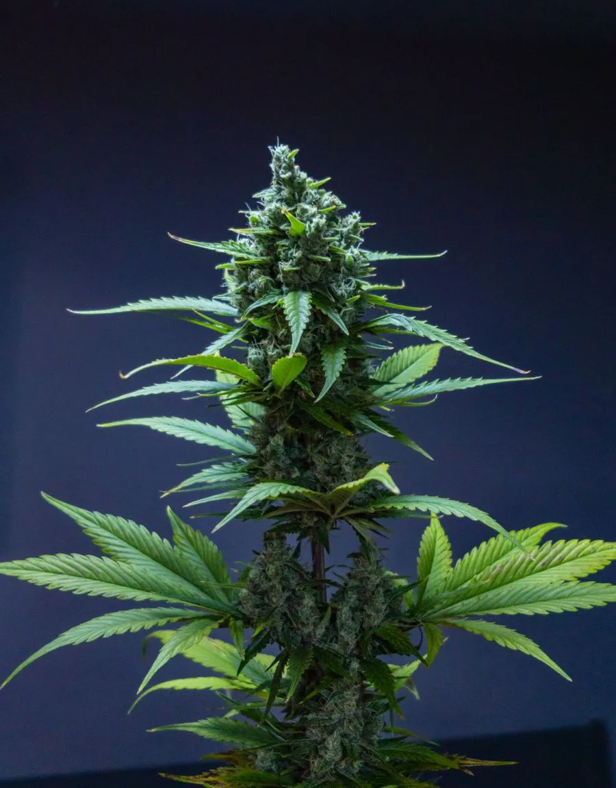 Premium lab-tested cannabis