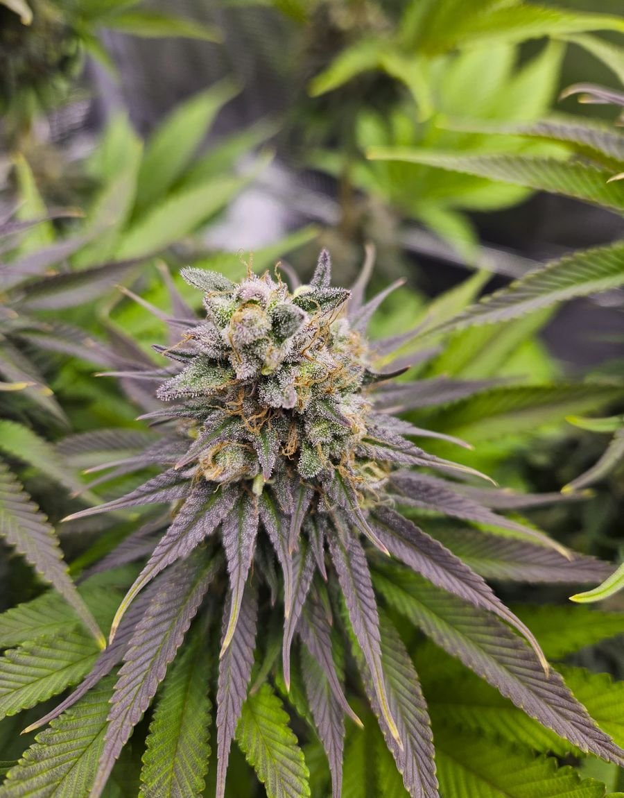 Premium lab-tested cannabis