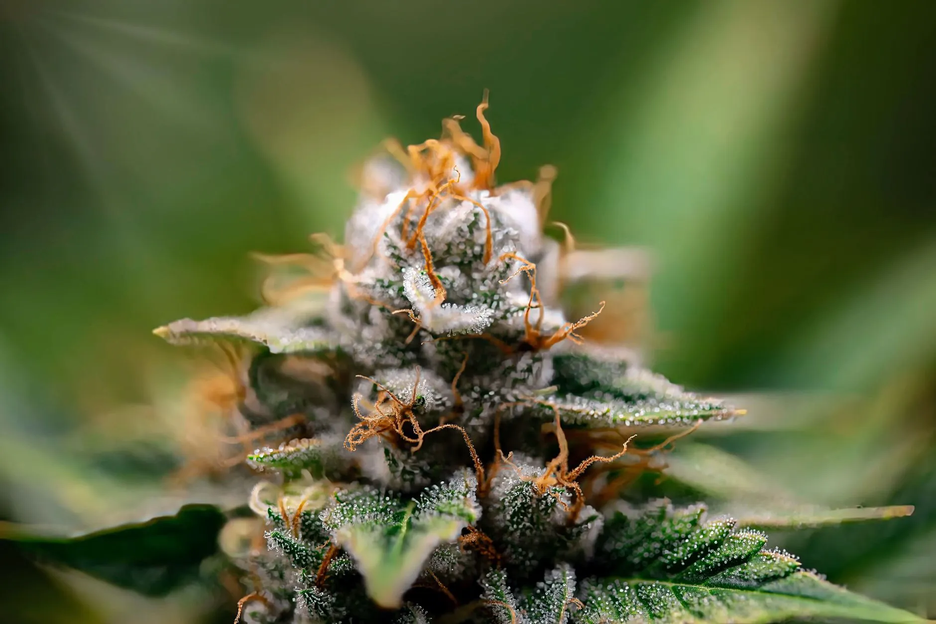 Macro photo of a cannabis bud covered in resin glands (trichomes), where terpenes are produced