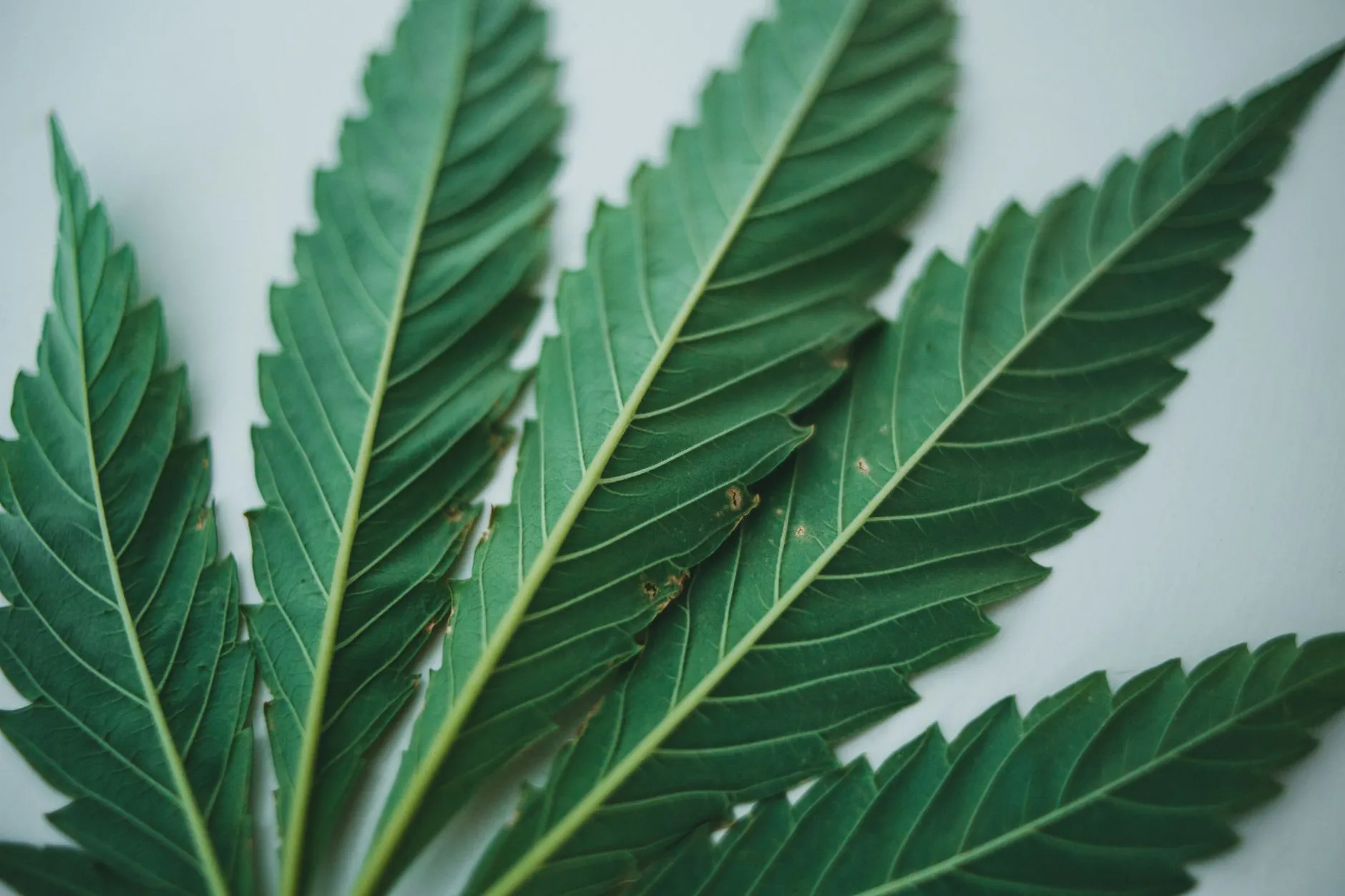 Close-up of cannabis fan leaves showing the shape and width of the leaflets