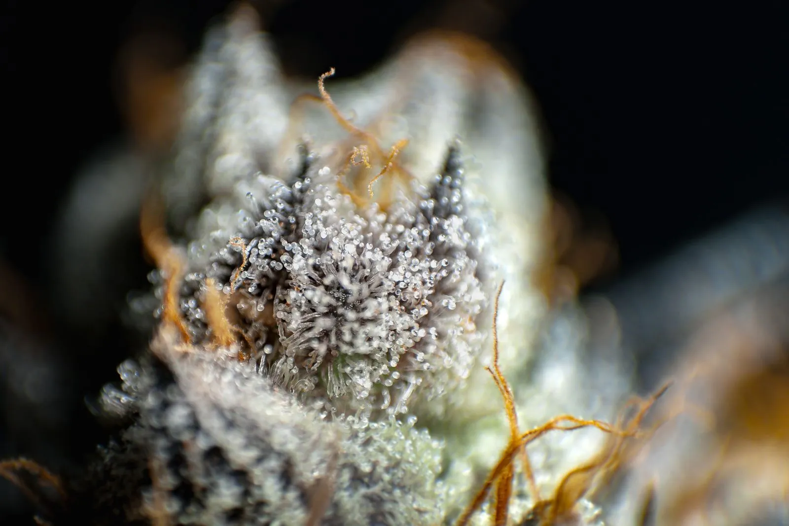 Macro photo of a cannabis bud covered in glistening resin glands called trichomes