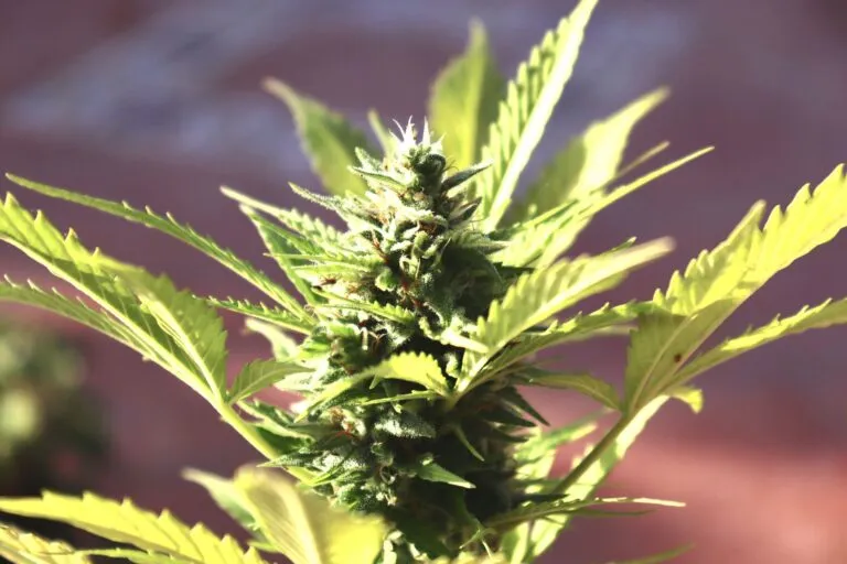 Flowering cannabis plant with a developing bud and serrated fan leaves