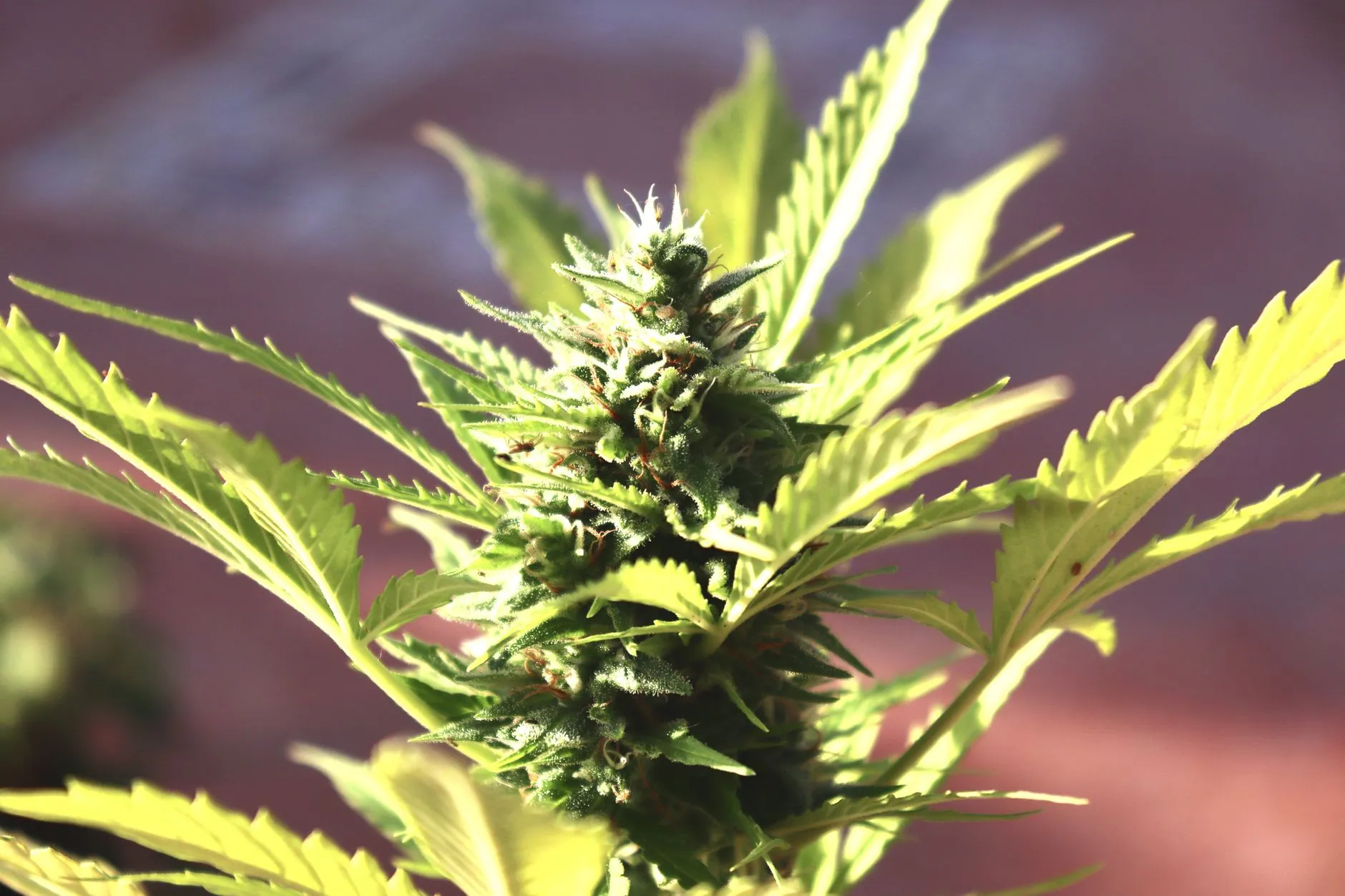 Flowering cannabis plant with a developing bud and serrated fan leaves